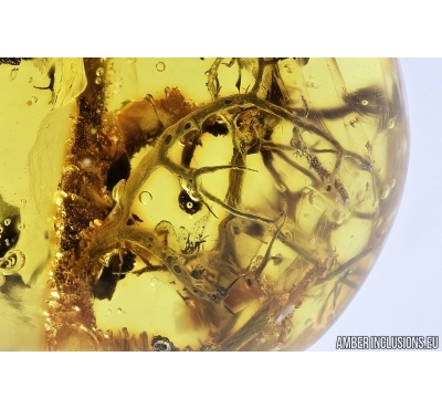 Nice Unusual Lichen. Fossil inclusion in Baltic amber #7509