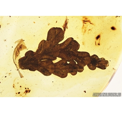 Nice Plant, Thuja. Fossil inclusion in Baltic amber #7510