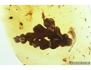 Nice Plant, Thuja. Fossil inclusion in Baltic amber #7510