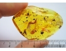 Nice Flower and Moss. Fossil inclusions in Baltic amber #7511