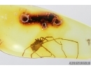 Harvestman, Opiliones. Fossil inclusion in Baltic amber #7522