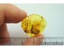 Big Cockroach, Blattaria. Fossil insect in Baltic amber #7524