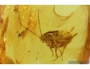 Nice Cockroach, Blattaria. Fossil insect in Baltic amber #7525