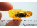 Nice Big 16mm! Cockroach, Blattaria. Fossil insect in Baltic amber #7528