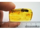 Nice Bud. Fossil inclusion in Baltic amber #7541