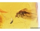 Long-legged fly, Dolichopodidae in Spider Web! Fossil insect in Baltic amber #7542