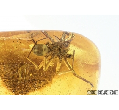 Spider, Araneae and Moth, Lepidoptera. Fossil inclusion in Baltic amber stone #7552