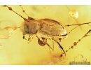 Very Rare Scarab beetle, Scarabaeidae:  Airapus lithuanicus in Spider Web! Fossil insect in Baltic amber #7557