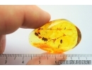 Very Rare Scarab beetle, Scarabaeidae:  Airapus lithuanicus in Spider Web! Fossil insect in Baltic amber #7557