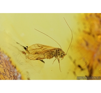 Psocid Psocoptera. Fossil insect in Baltic amber #7564