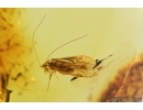 Psocid Psocoptera. Fossil insect in Baltic amber #7564