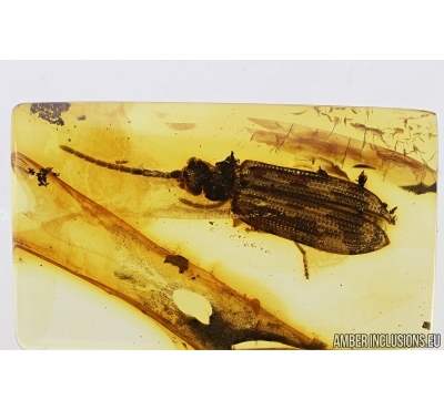 Rare Reticulated Beetle , Cupedidae. Fossil insect In Baltic amber #7577