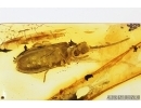 Rare Reticulated Beetle , Cupedidae. Fossil insect In Baltic amber #7577