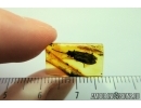 Rare Reticulated Beetle , Cupedidae. Fossil insect In Baltic amber #7577