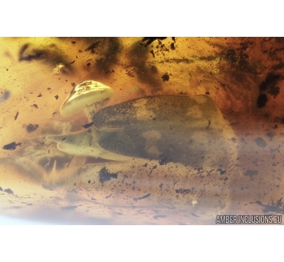 Nice Tumbling Flower Beetle Mordellidae: Variimorda. Fossil insect in Baltic amber #7586