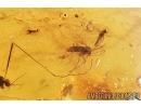 Crane Fly Limoniidae, Moth fly Psychodidae, True midge Chironomidae. Fossil insects in Baltic amber 7593