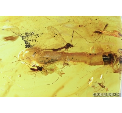 Crane Fly Limoniidae, Moth fly Psychodidae, True midge Chironomidae. Fossil insects in Baltic amber 7593