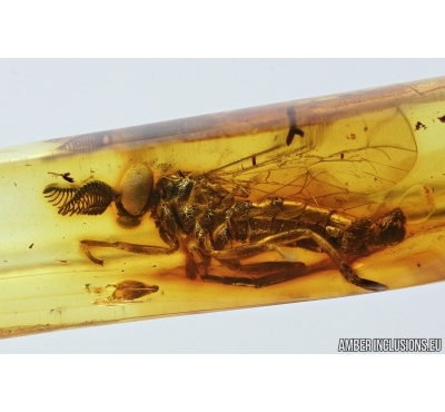 Rare Awl-fly, Xylophagidae. Fossil insect in Baltic amber #7604
