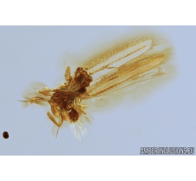 THRIPS, THYSANOPTERA. Fossil insect in Baltic amber #7608