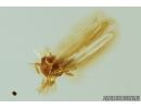 THRIPS, THYSANOPTERA. Fossil insect in Baltic amber #7608