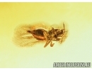 THRIPS, THYSANOPTERA. Fossil insect in Baltic amber #7609