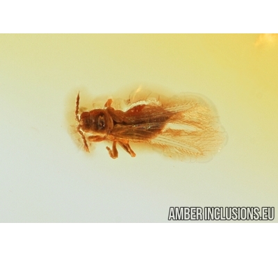THRIPS, THYSANOPTERA. Fossil insect in Baltic amber #7609