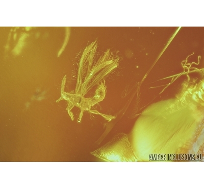 THRIPS, THYSANOPTERA and CADDISFLY, TRICHOPTERA . Fossil insects in Baltic amber #7610