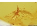 THRIPS, THYSANOPTERA and CADDISFLY, TRICHOPTERA . Fossil insects in Baltic amber #7610