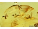 Thrips, Beetle, Spiders and More. Fossil inclusions in Baltic amber #7614