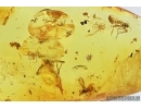 Thrips, Beetle, Spiders and More. Fossil inclusions in Baltic amber #7614