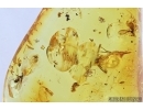 Thrips, Beetle, Spiders and More. Fossil inclusions in Baltic amber #7614