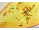 Thrips, Beetle, Spiders and More. Fossil inclusions in Baltic amber #7614