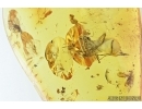 Thrips, Beetle, Spiders and More. Fossil inclusions in Baltic amber #7614