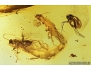 Rare Termites tandem Isoptera: Kalotermitidae: Electrotermes, Cockroach Blattaria and Fungus gnat Mycetophilidae. Fossil insects in Baltic amber #7620