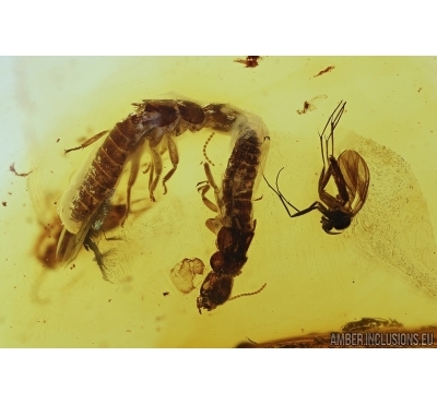 Rare Termites tandem Isoptera: Kalotermitidae: Electrotermes, Cockroach Blattaria and Fungus gnat Mycetophilidae. Fossil insects in Baltic amber #7620