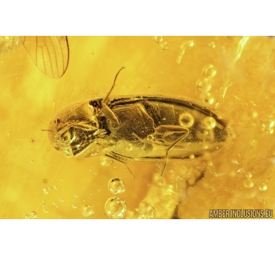 Click beetle Elateroidea, Brown scavenger beetle Latridiidae, Nice Moth fly and More. Fossil inclusions in Baltic amber #7622