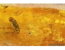 Click beetle Elateroidea, Brown scavenger beetle Latridiidae, Nice Moth fly and More. Fossil inclusions in Baltic amber #7622