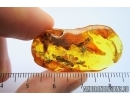 Two Wasps, Hymenoptera and More. Fossil inclusions in Baltic amber #7627