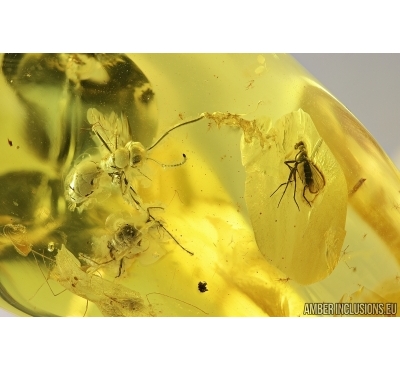 Two Big Ants Hymenoptera, Harvestman Opiliones and More. Fossil inclusions in Balticn amber #7629