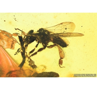 Four Honey Bees, Apoidea. Fossil inclusions in Baltic amber #7631