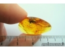 Rare Gladiator, Mantophasmatodea. Fosill inclusion in Baltic amber #7632