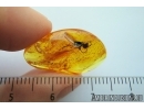 Rare Gladiator, Mantophasmatodea. Fosill inclusion in Baltic amber #7632
