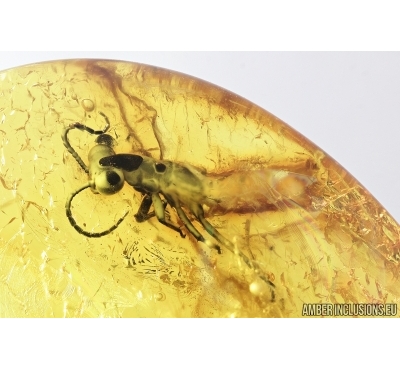 Rare Gladiator, Mantophasmatodea. Fosill inclusion in Baltic amber #7632