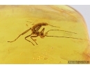 Nice Walking stick, Phasmatodea. Fossil inclusion in Baltic amber #7633