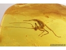 Nice Walking stick, Phasmatodea. Fossil inclusion in Baltic amber #7633