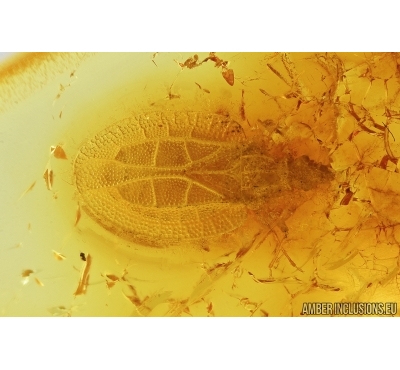 RARE LACE BUG, TINGIDAE. Fossil inclusion in BALTIC AMBER #7634
