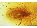 RARE LACE BUG, TINGIDAE. Fossil inclusion in BALTIC AMBER #7634