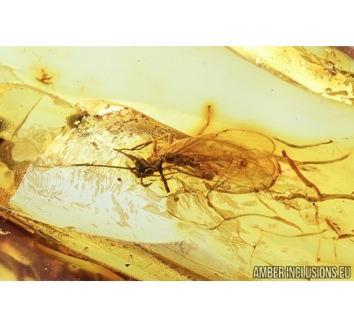 Stonefly, Plecoptera. Fossil insect in Baltic amber #7635
