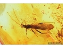 Stonefly, Plecoptera. Fossil insect in Baltic amber #7636