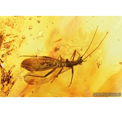 Stonefly, Plecoptera. Fossil insect in Baltic amber #7636